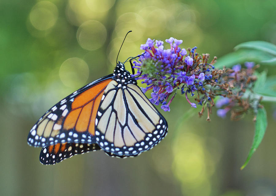 Monarch Butterfly Photograph by Iris Richardson - Fine Art America