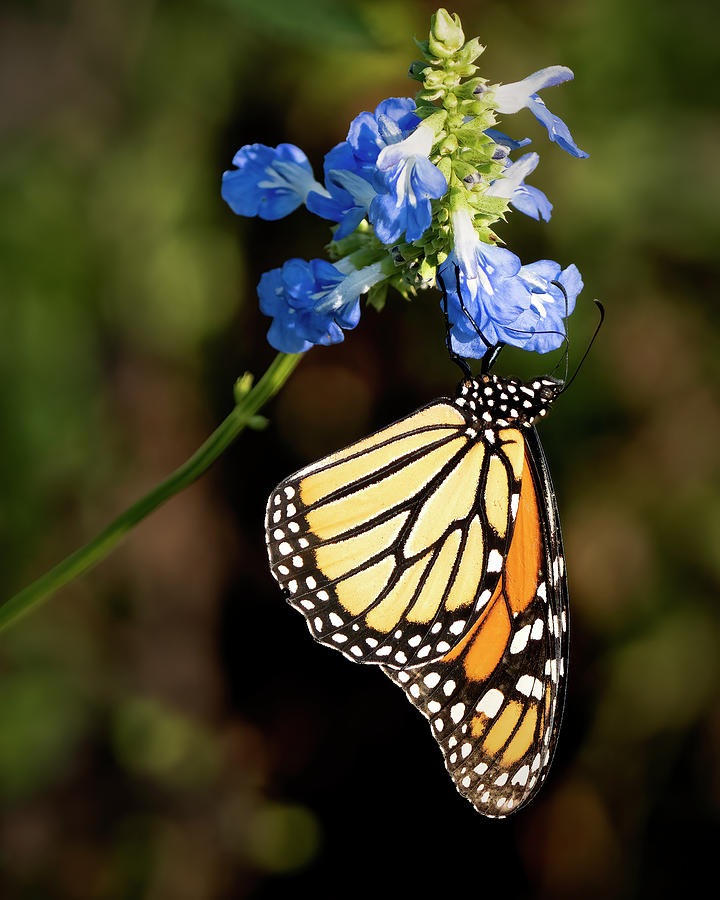 Monarch butterfly Photograph by Jack Nevitt