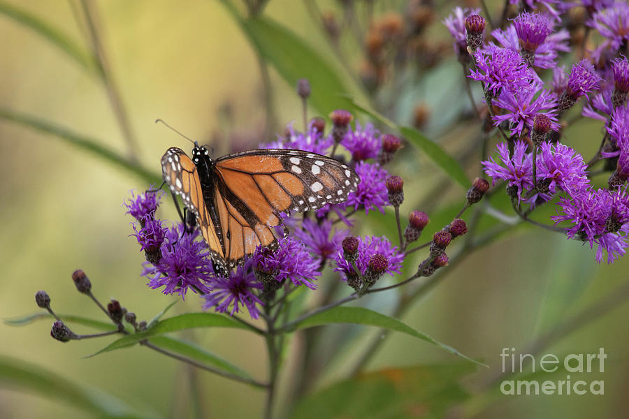 Monarch Butterfly Photograph by Jeannette Hunt