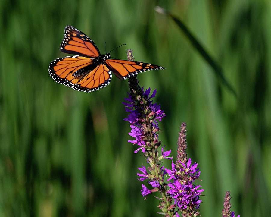 Monarch Butterfly Photograph by Jeffrey PERKINS
