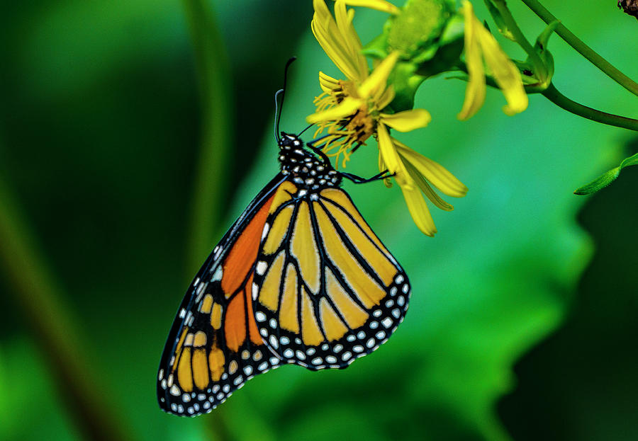 Monarch Butterfly Photograph