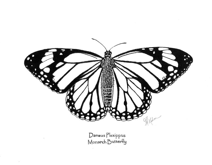 Step-by-Step Guide to Drawing a Realistic Monarch Butterfly