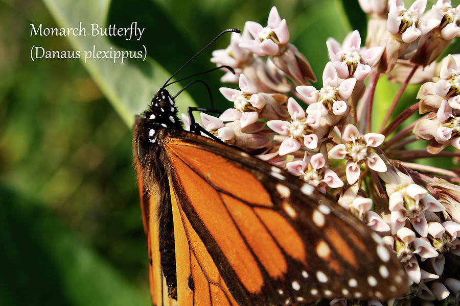 Monarch Butterfly, male Photograph by Mark Berman