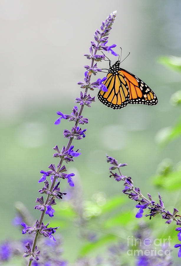Monarch Butterfly Photograph by Marie Fortin