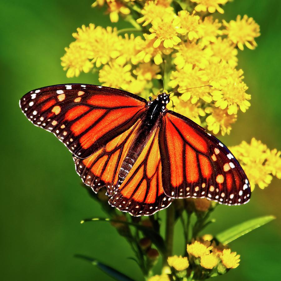 Wildlife Photograph - Monarch Butterfly by Matthew Adelman