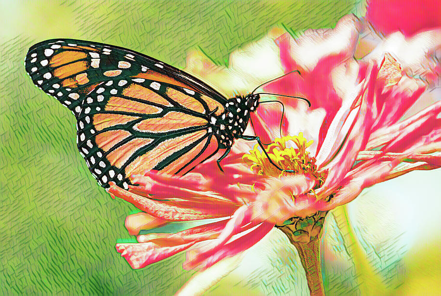 Monarch Butterfly Mauve Pink Zinnia Digital Art by Marianne Campolongo
