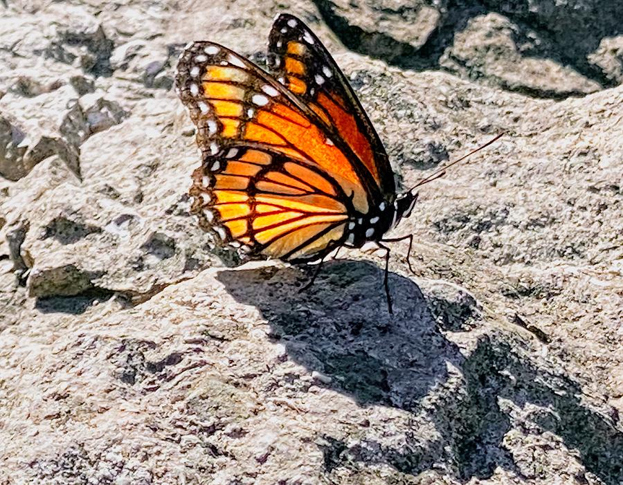 Monarch Butterfly  Photograph by Michael Dean Shelton