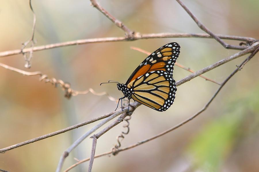 Monarch Butterfly Migration Point Pelee Photograph by Marlin and Laura Hum