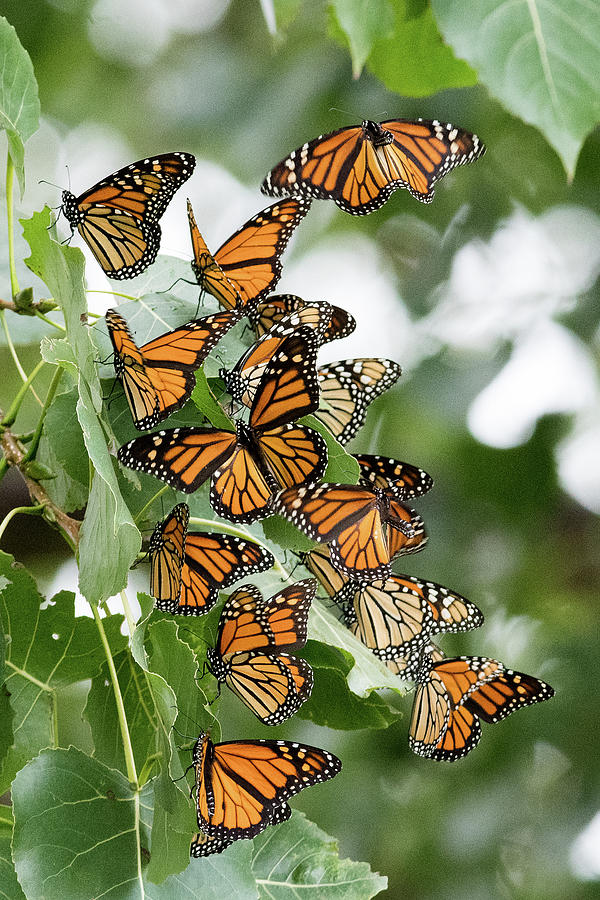 Monarch Butterfly Migration Photograph by Randy Zilenziger