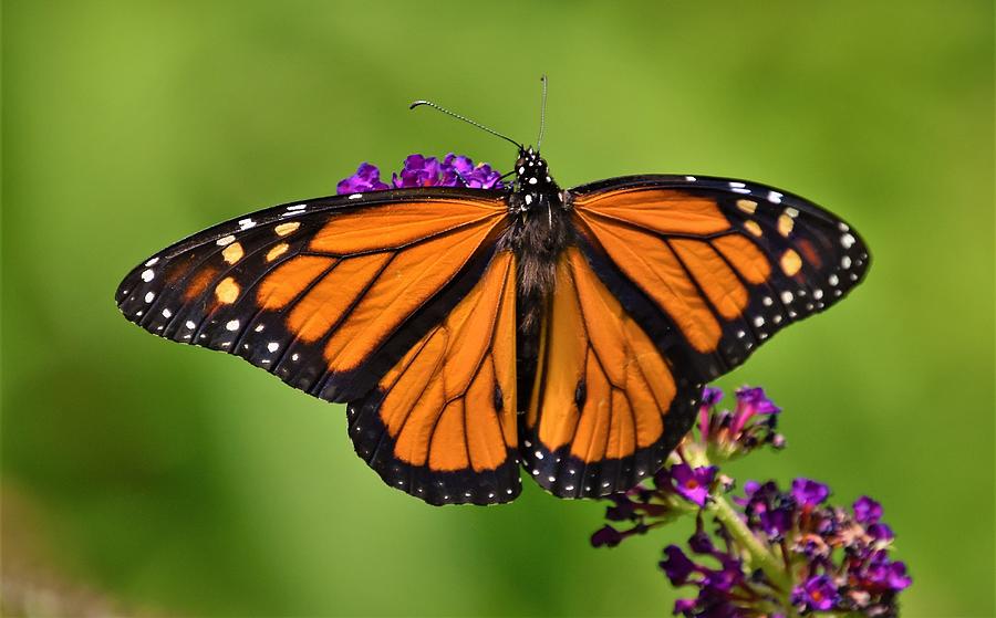 - Monarch Butterfly - Milkweed Butterfly Photograph by THERESA Nye ...