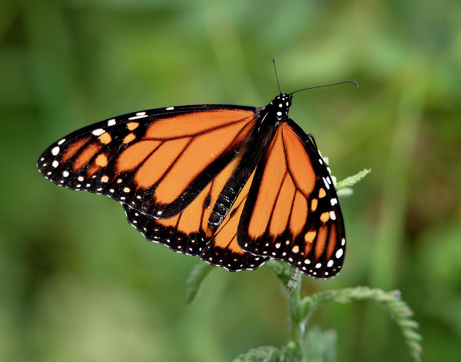 Monarch Butterfly - Naubinway, Michigan USA - Photograph by Edward Shotwell