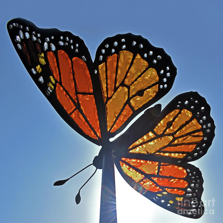 Monarch Butterfly of Glass - Square Photograph by Linda Brittain