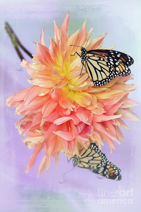 Monarch Butterfly on a Dahlia Flower Photograph by Linda D Lester