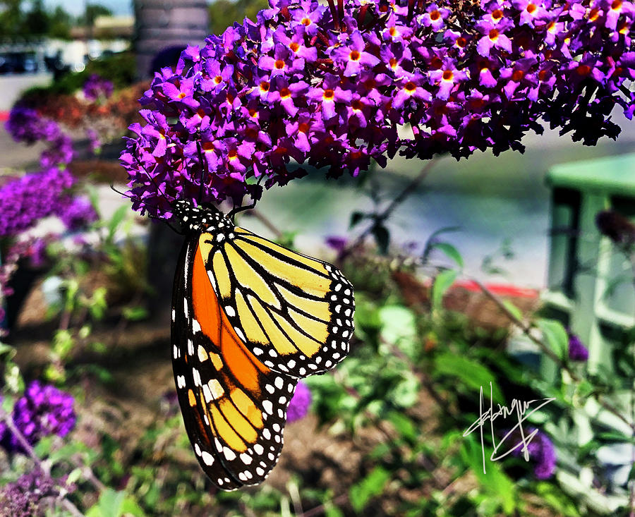 Monarch Butterfly on a Magenta Flower Photograph by DC Langer