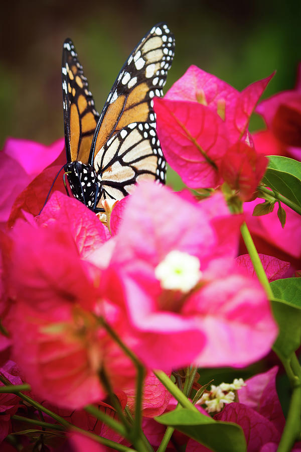 Monarch butterfly on a red bougainvillea Photograph by Jean-Luc Farges
