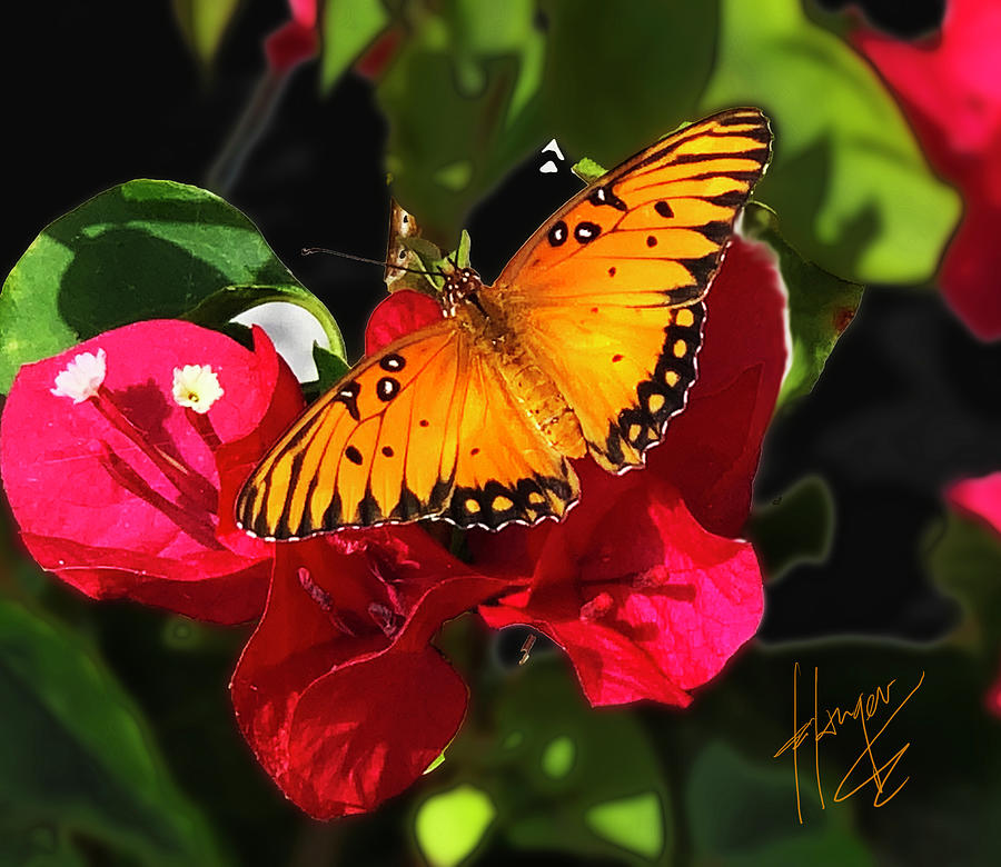 Monarch Butterfly on a Red Flower Photograph by DC Langer