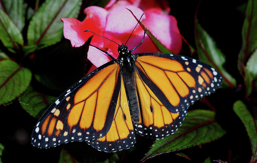 Monarch Butterfly on a Red Flower  Photograph by James C Richardson