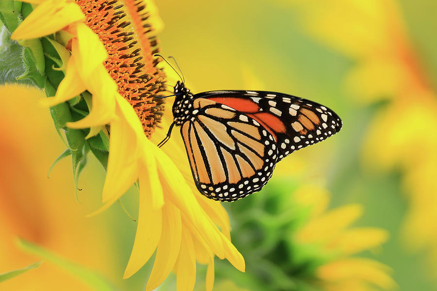 Monarch Butterfly on a Sunflower  Photograph by Shixing Wen