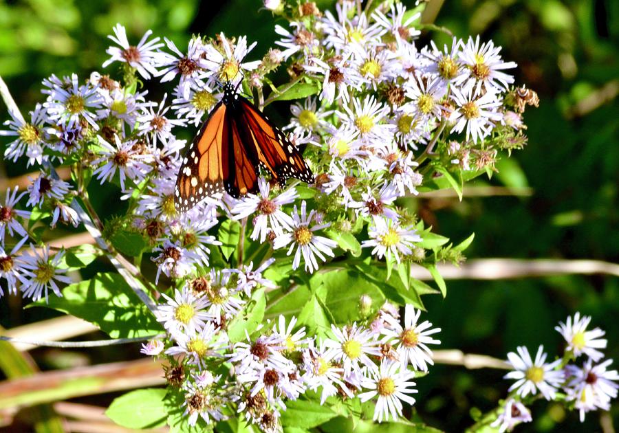 Monarch Butterfly On Aster Photograph by Warren Thompson
