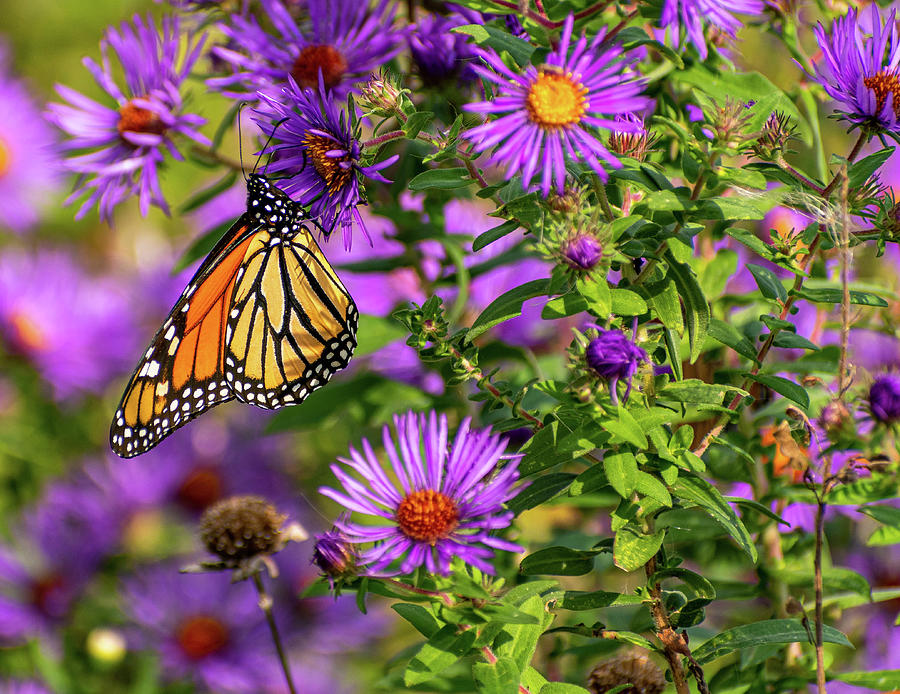 Monarch Butterfly on Baldpate Mountain 1 Photograph by Steven Richman
