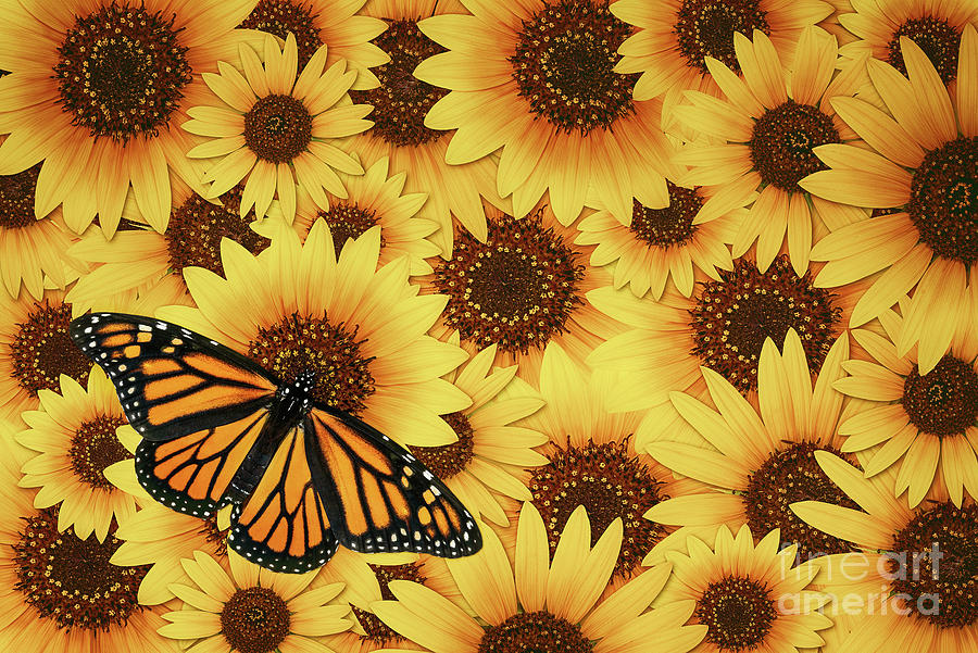 Buy Boho Butterfly Sunflower Digital Seamless Pattern for Fabrics Online in  India  Etsy
