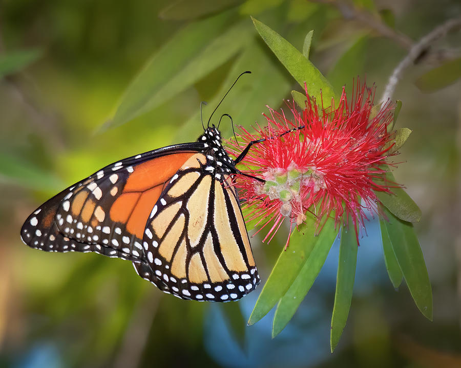 Monarch Butterfly on Bottlebrush Flower Photograph by Mark Andrew Thomas