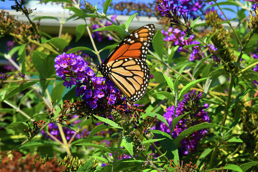 Monarch Butterfly On Butterfly Bush Photograph by Robert Tubesing ...