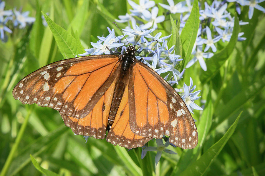 Monarch Butterfly on Eastern Bluestar Photograph by Danielle Christine ...