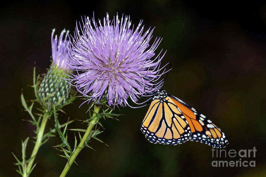 Monarch Butterfly on Field Thistle Bloom A1R_8787 Photograph by Alan Look