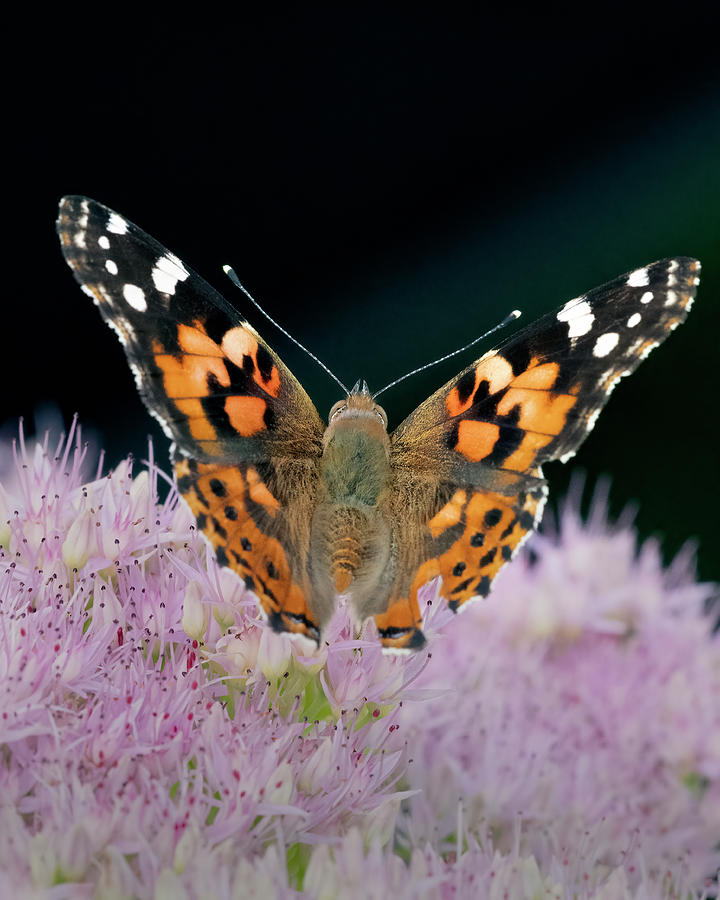Painted Lady Butterfly on flower Photograph by Gary Langley