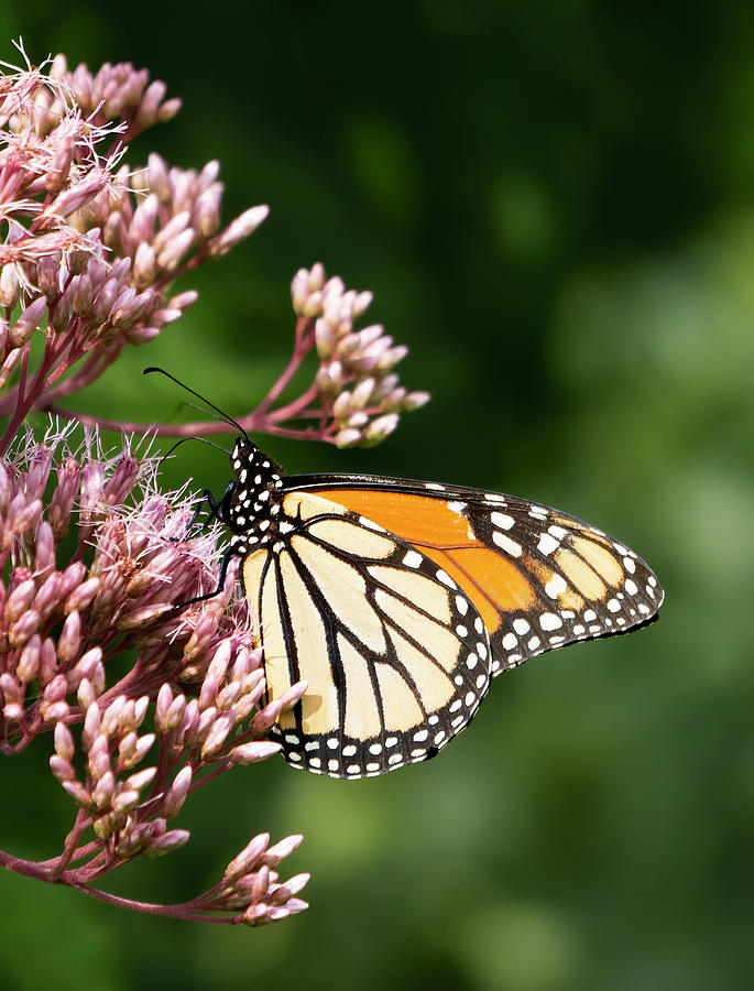 Monarch butterfly on flower Photograph by Jack Nevitt