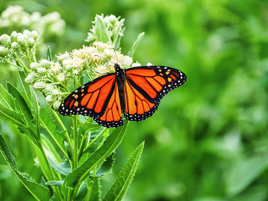Monarch Butterfly on Indian Plantain Photograph by Todd Bannor
