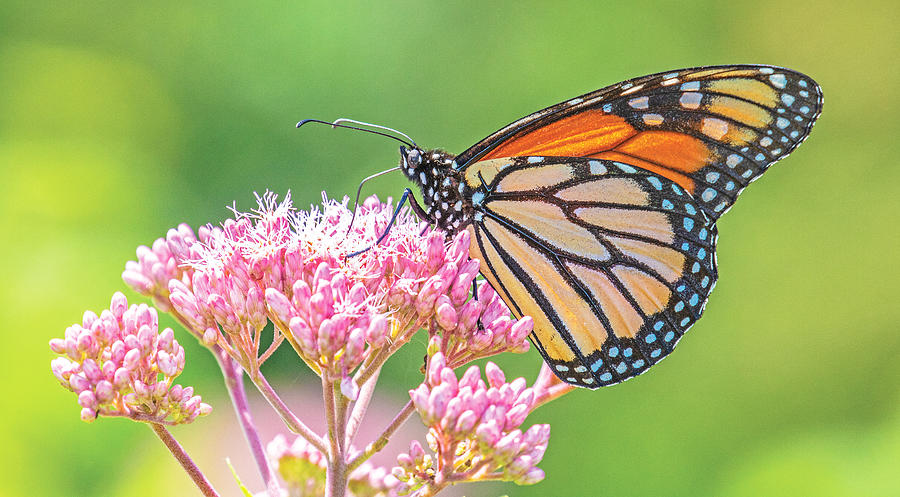 Monarch Butterfly on Joe-Pye-Weed Photograph by Patrick Lynch