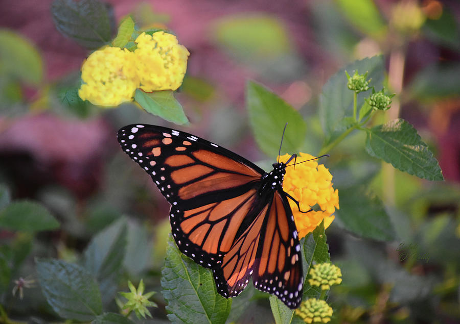 Monarch Butterfly On Lantana Flower Photograph by Sandi OReilly