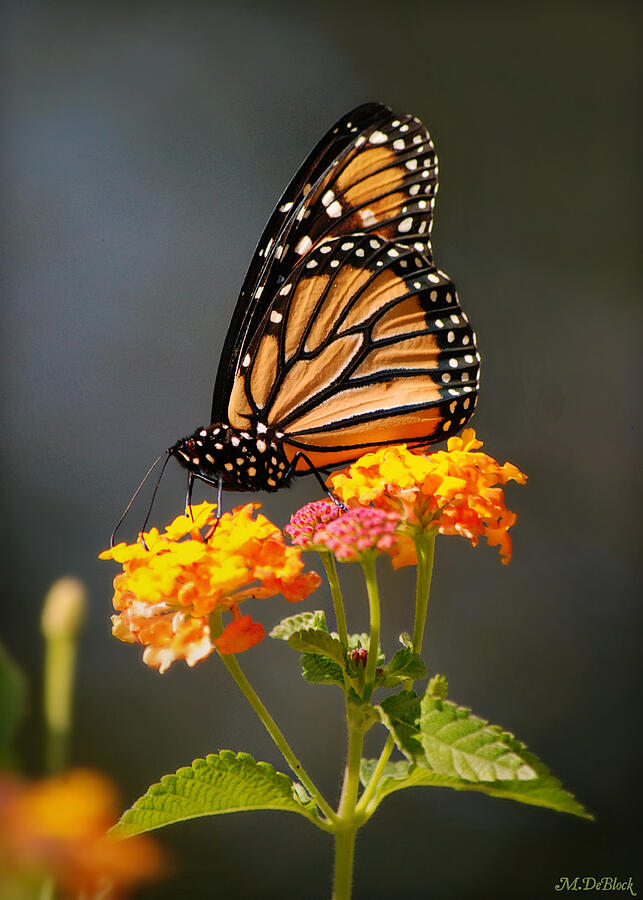 Monarch Butterfly on Lantana - Williamsburg, VA Photograph by Marilyn DeBlock