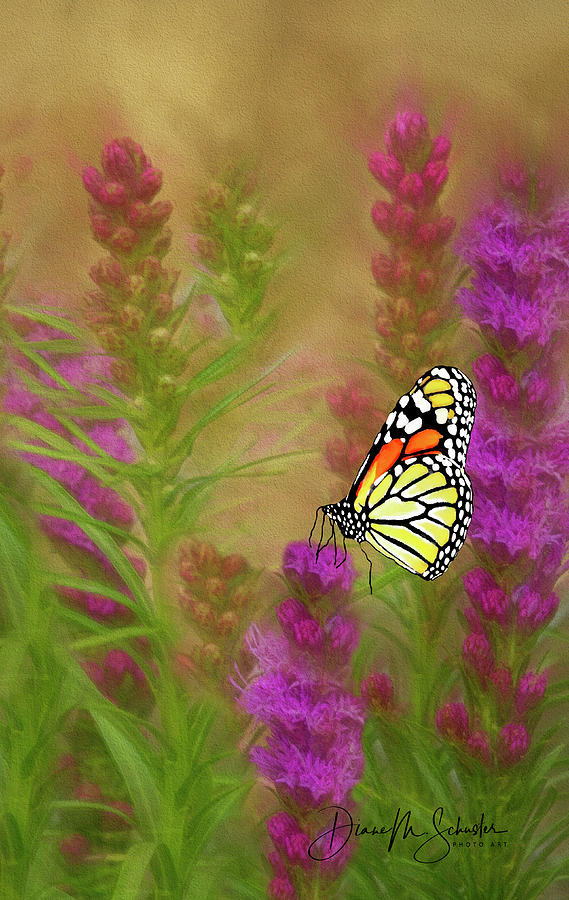 Flower Digital Art - Monarch Butterfly on Liatris by Diane Schuster