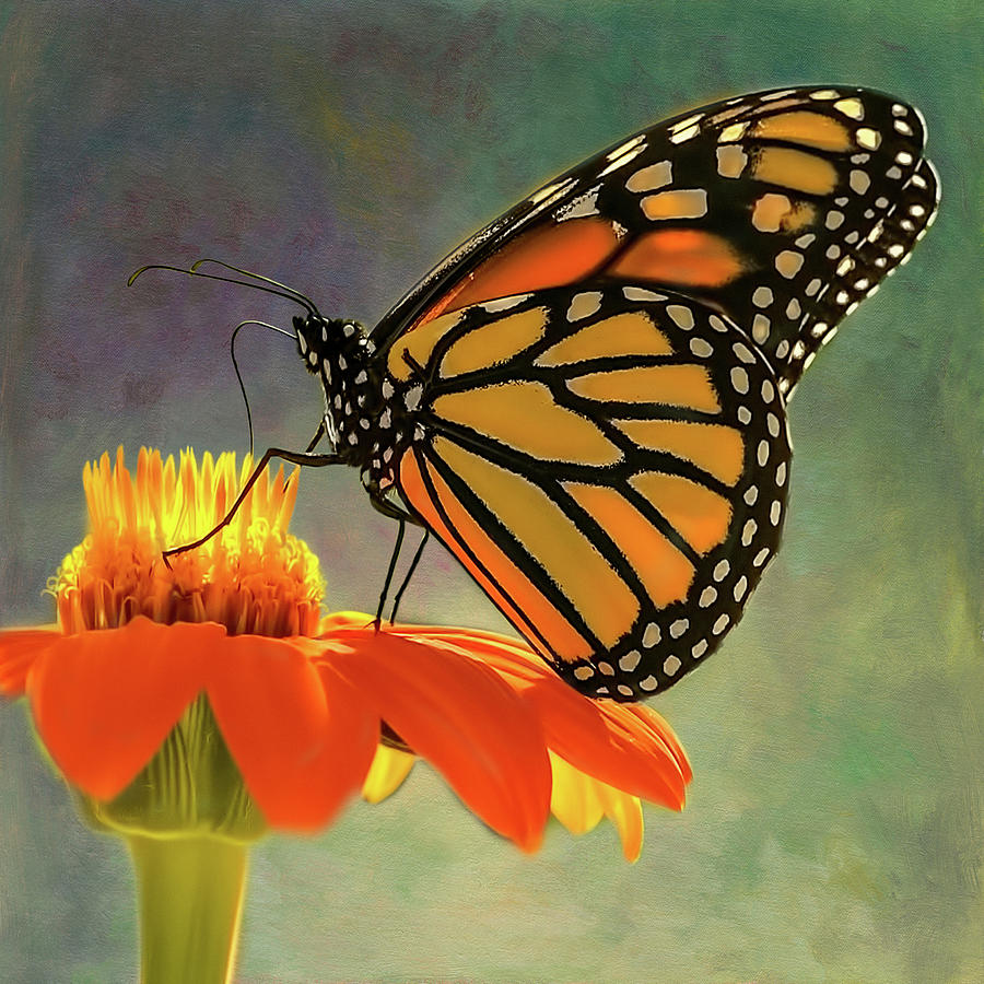 Monarch Butterfly on Mexican Sunflower Flower Print Mixed Media by ...