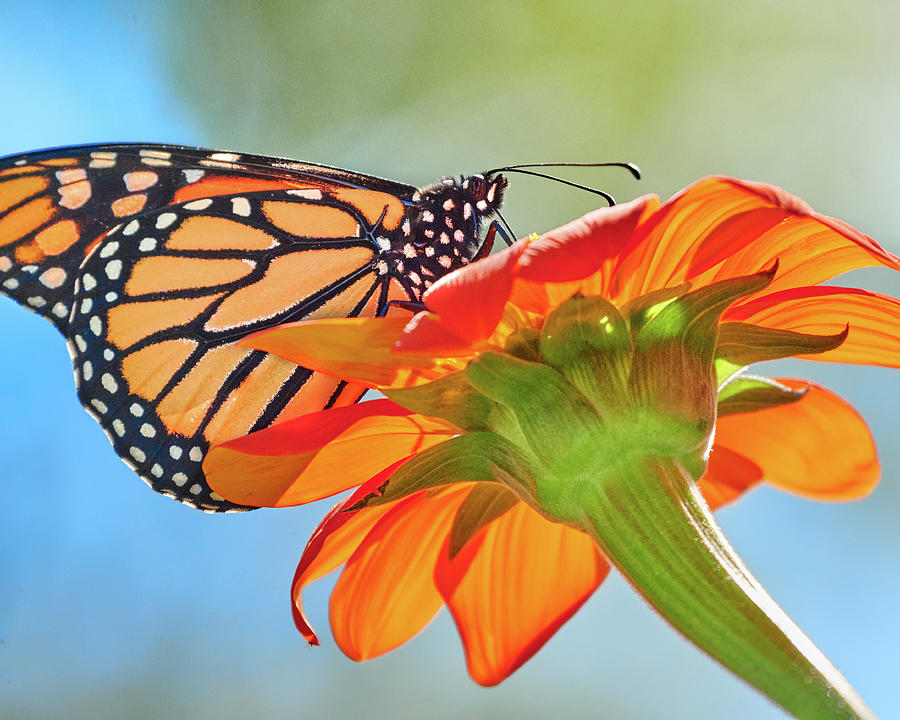 Monarch Butterfly on Mexican Sunflower Photograph by Jim Hughes