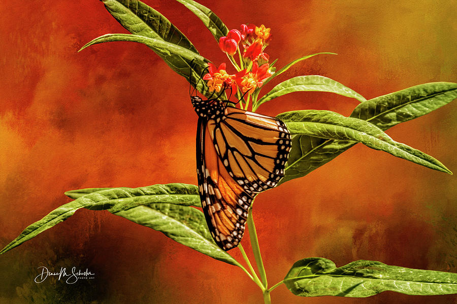 Summer Photograph - Monarch Butterfly on Milk Weed by Diane Schuster