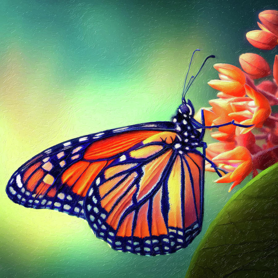Monarch Butterfly On Milkweed Flowers Digital Art