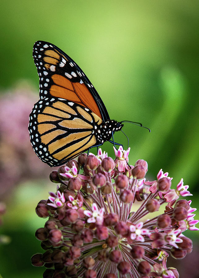 Monarch Butterfly on Milkweed Photograph by Mike Brickl | Fine Art America