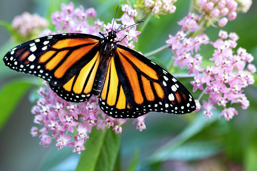 Monarch  Butterfly on Milkweed Photograph by Patty Colabuono