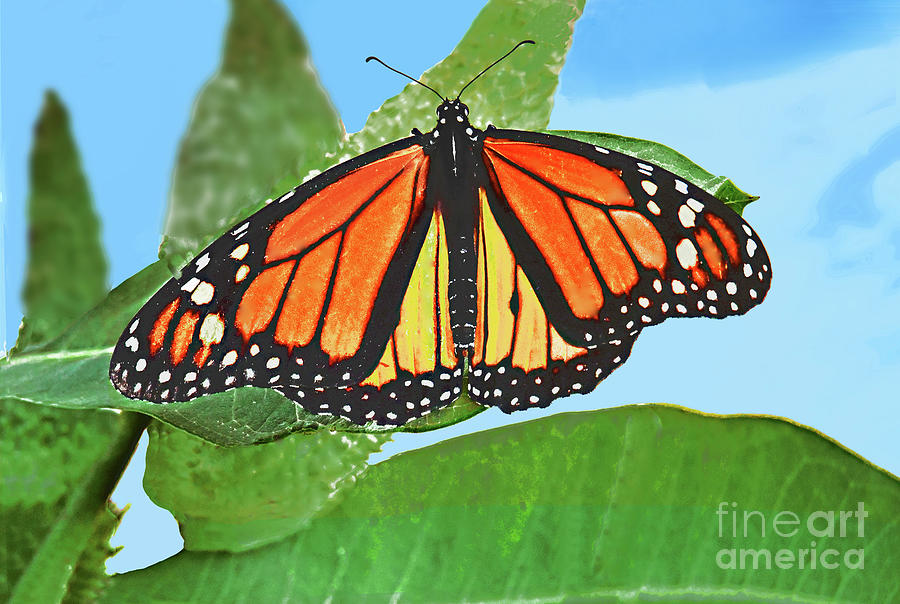 Monarch Butterfly On Milkweed Plant Photograph