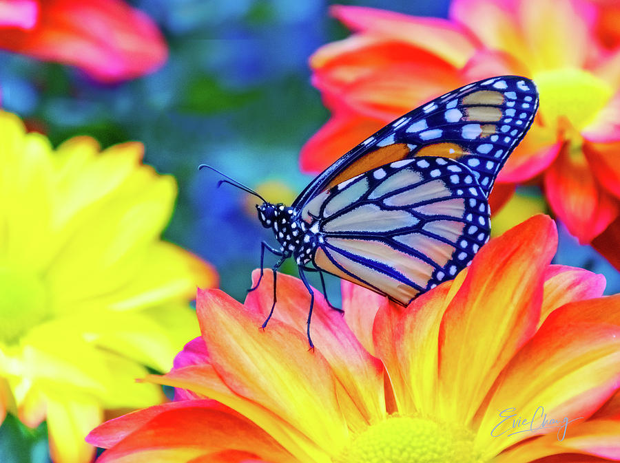 Monarch Butterfly on Mum Flowers Photograph by Evie Chang Henderson ...