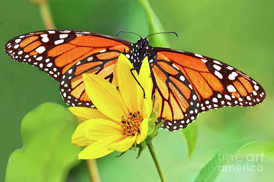 Monarch Butterfly on Oxeye Sunflower., Photograph by Regina Geoghan ...