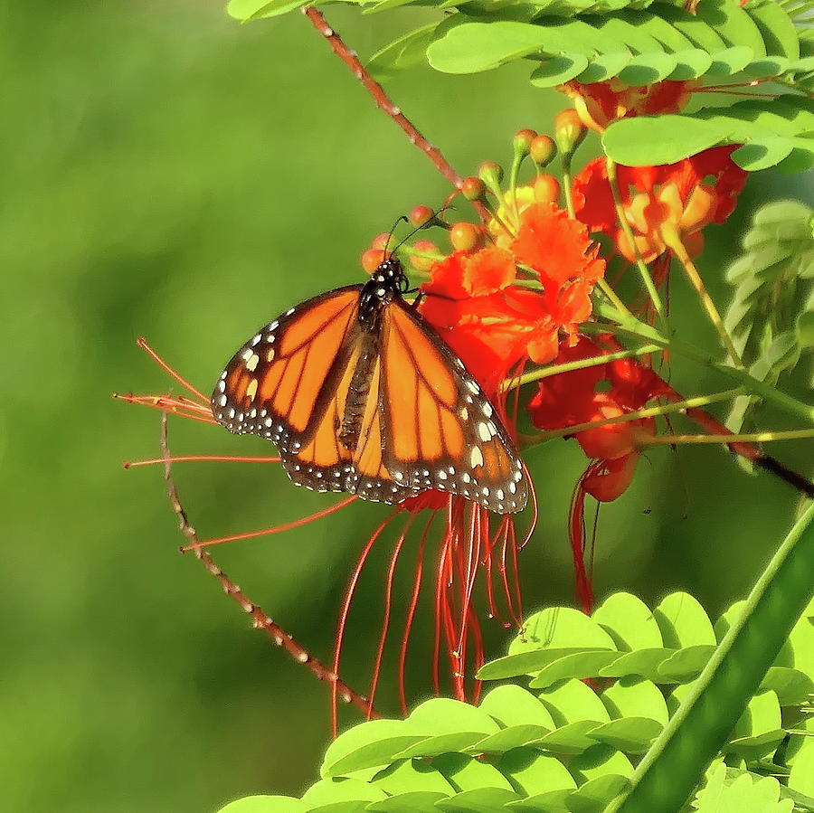 Monarch Butterfly on Peacock Flower Photograph by Lyuba Filatova