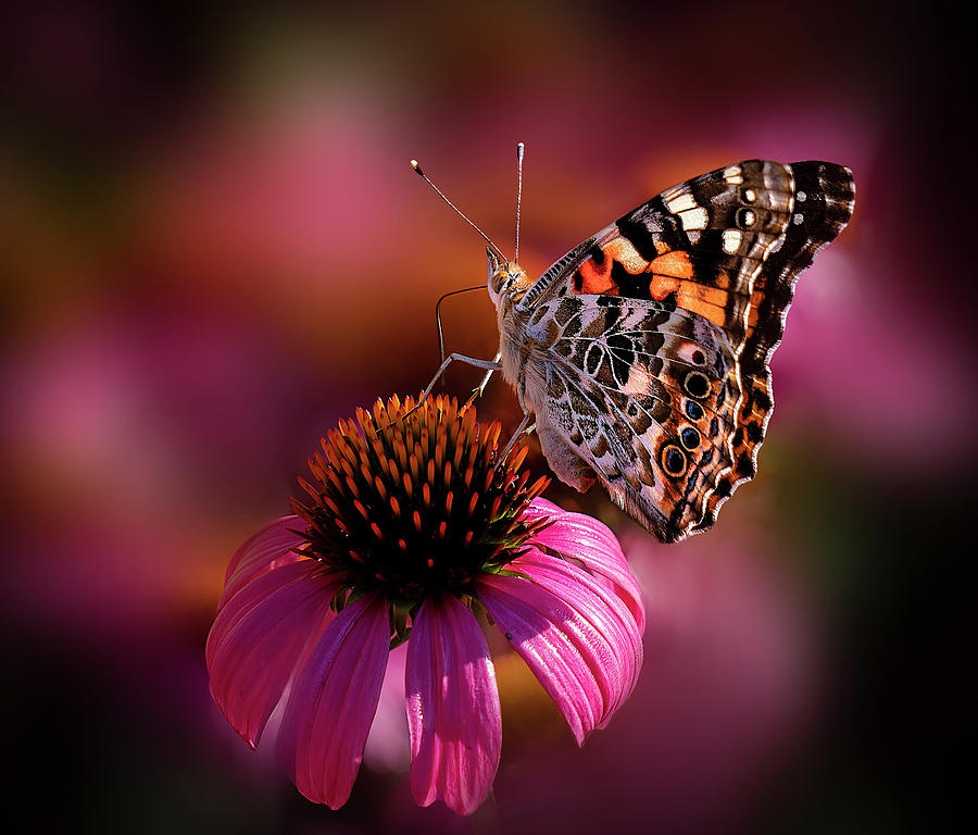 Monarch Butterfly on Pink Cone Flower Photograph by Lily Malor