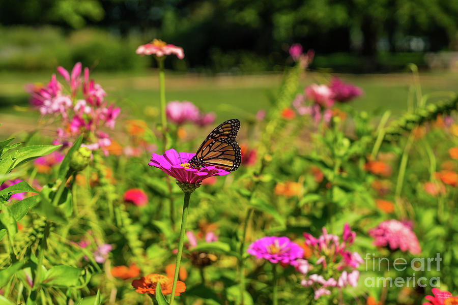 Monarch Butterfly On Pink Daisy Photograph by Jennifer White