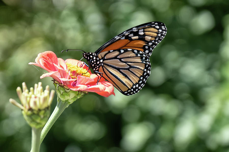 Monarch butterfly on pink flower against green background Photograph by ...