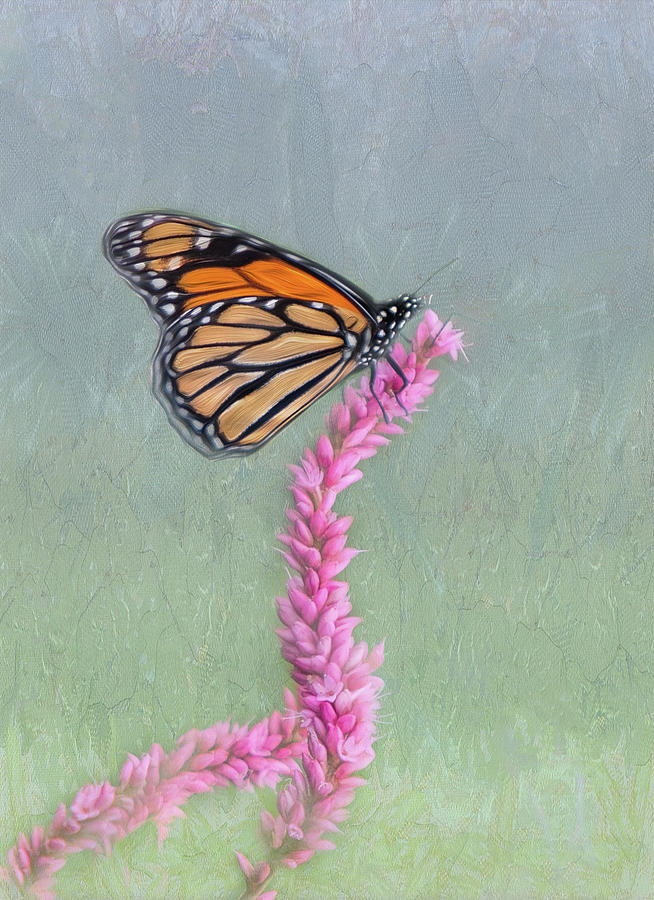 Monarch Butterfly on Pink Knotweed Photograph by Patti Deters